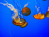carmel-monterey > Jellyfish at Monterey bay aquarium