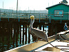 carmel-monterey > Pelican resting in Monterey