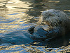 carmel-monterey > Single otter swimming on its back