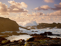 carmel-monterey > Earth, water and air at Point Lobos