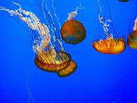 carmel-monterey > Jellyfish at Monterey bay aquarium