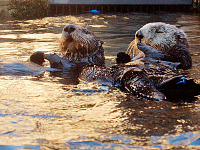 carmel-monterey > Otters chatting in Monterey