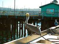 carmel-monterey > Pelican resting in Monterey