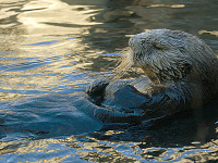 carmel-monterey > Single otter swimming on its back