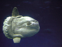 carmel-monterey > Sun fish in the Aquarium
