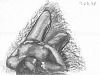 drawing-painting-traditional > Woman nude from top