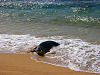 kauai-hawaii > beach kauai monk seal fishing blue waves