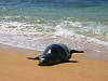 kauai-hawaii > beach kauai monk seal swimming out