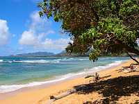kauai-hawaii > beach kauai coastline trees