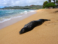 kauai-hawaii > beach kauai monk seal sleeping day