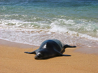 kauai-hawaii > beach kauai monk seal swimming out