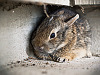 pflugerville-texas > Macro photo of a baby rabbit lost on our patio in Pflugerville