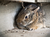 pflugerville-texas > Macro photo of a baby rabbit lost on our patio in Pflugerville
