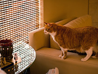 pflugerville-texas > Cat looking at the window, Thanksgiving dinner