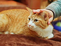 pflugerville-texas > Cat being pet at Australian Day