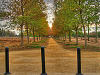 silicon-valley-usa > Alley of trees in Bayland Park at sunset