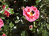 silicon-valley-usa > Bumblebee pollinating in Bayland Park