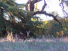 silicon-valley-usa > Deers grazing in San Antonio Ranch