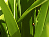silicon-valley-usa > Ladybug on a grass blade in Bayland Park