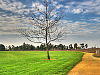 silicon-valley-usa > Lonely tree in Bayland Park