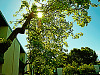 silicon-valley-usa > Sun flare through the tree in Sunnyvale
