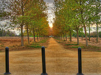 silicon-valley-usa > Alley of trees in Bayland Park at sunset