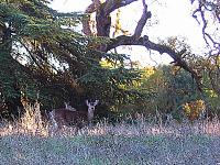 silicon-valley-usa > Deers grazing in San Antonio Ranch
