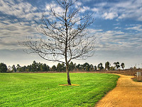 silicon-valley-usa > Lonely tree in Bayland Park