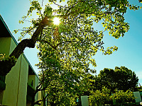 silicon-valley-usa > Sun flare through the tree in Sunnyvale