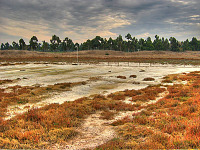 silicon-valley-usa > Wasteland in Bayland Park