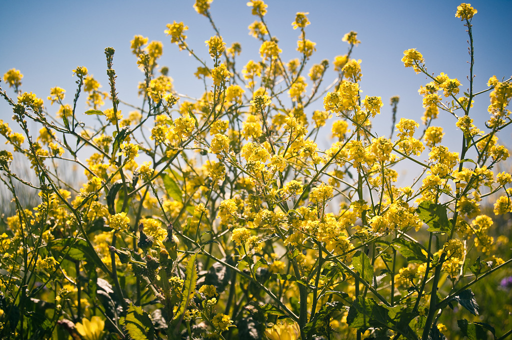 Translucent flowers of annual bastard cabbage in Pflugerville, Texas