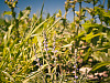 texas-flowers > Gray vervain in Pflugerville, Texas