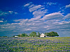 texas-flowers > Little house in the field of bluebonnet.