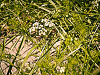 texas-flowers > Milfoil, in Pflugerville, Texas