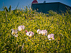 texas-flowers > Pink evening primrose, in Pflugerville, Texas