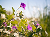 texas-flowers > Purple wildflower in Pflugerville, Texas