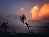 texas-flowers > Sunset flower of Texas