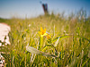 texas-flowers > Yellow meadow beauty in Pflugerville, Texas