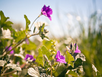 texas-flowers > Purple wildflower in Pflugerville, Texas