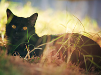 weezie-willow-cats > Weezie the black cat is lying under the wood panel