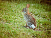 wild-animals > Young cottontail standing alert in our Texas backyard
