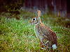 wild-animals > Cottontail rabbit sitting in the sunset on the grass