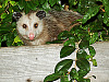 wild-animals > Possum on our garden fence